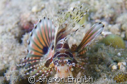 Juvie lion fish by Sharon English 